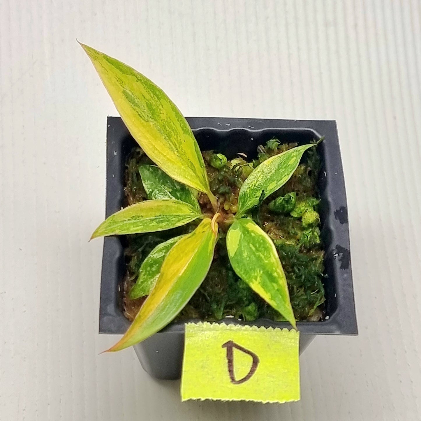 Philodendron Fire Tiger