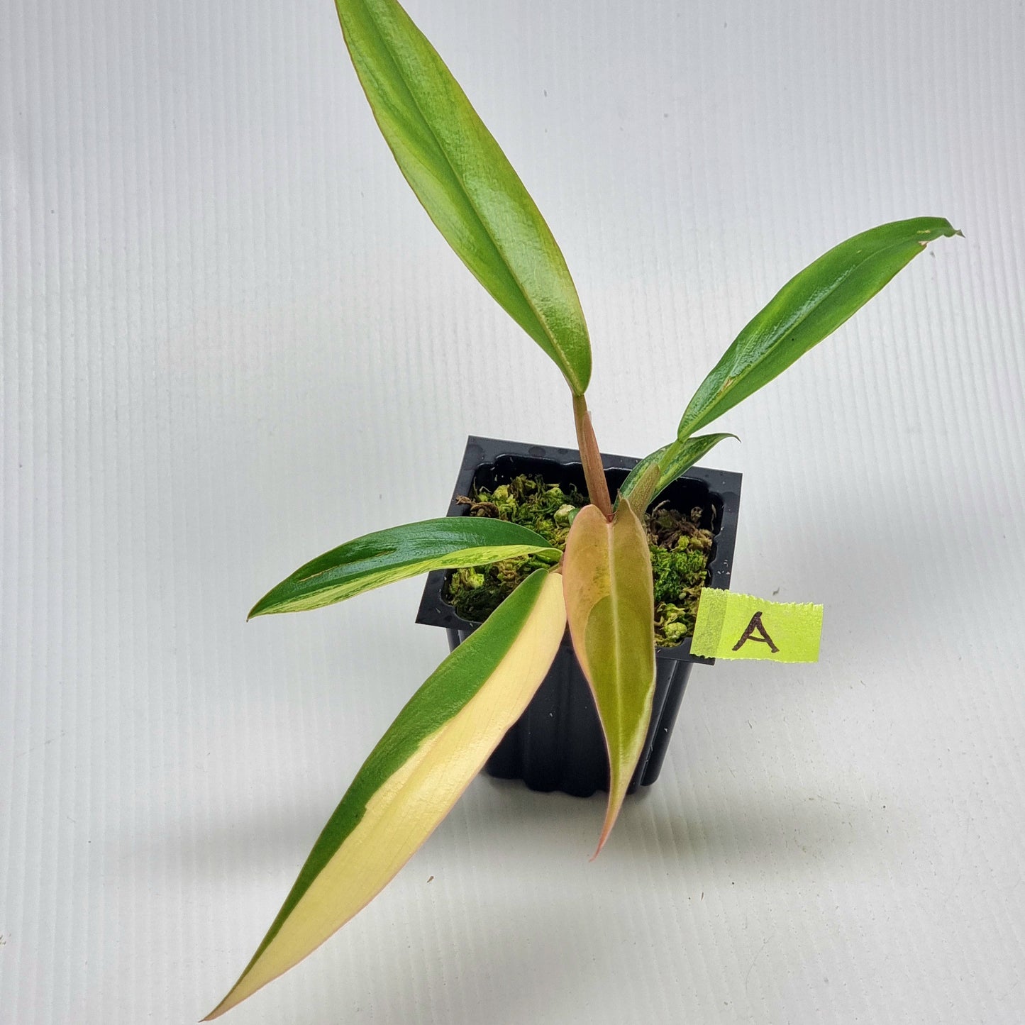 Philodendron Caramel Marble