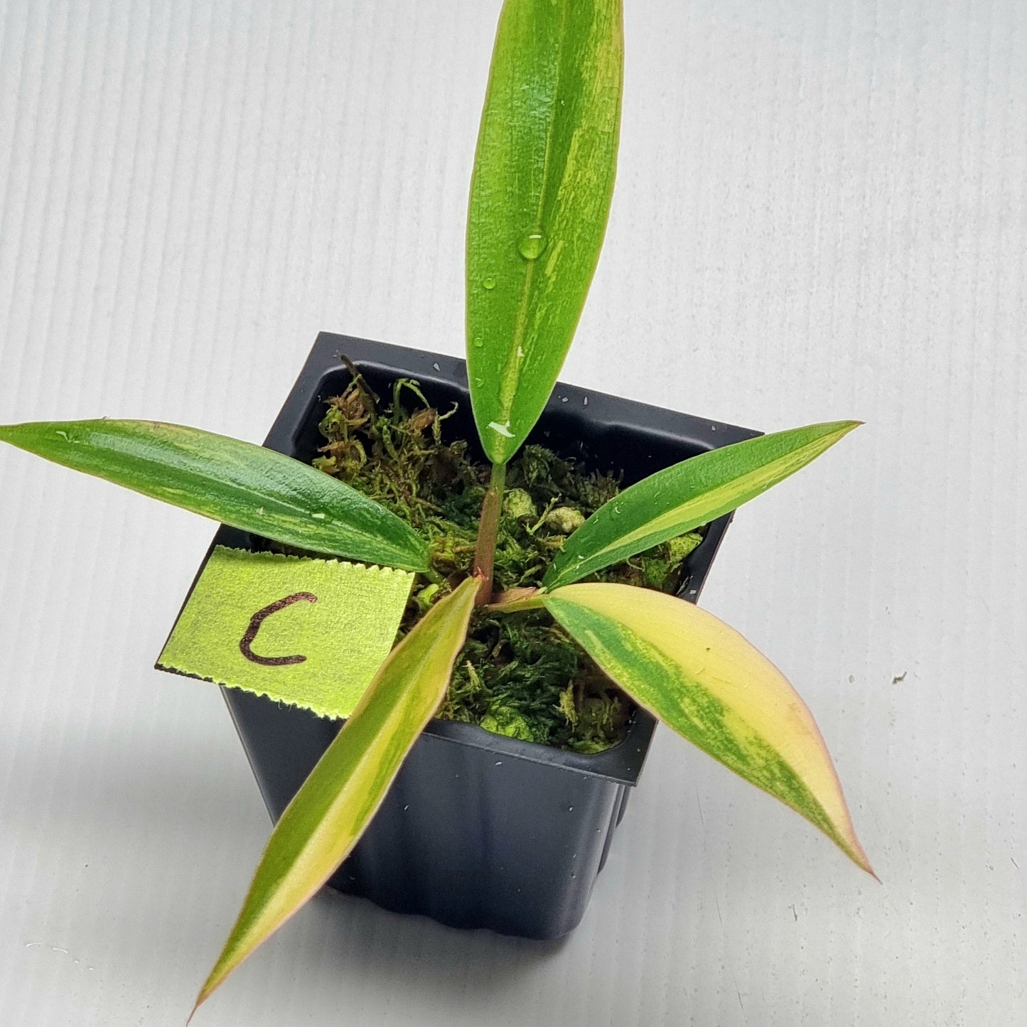 Philodendron Caramel Marble