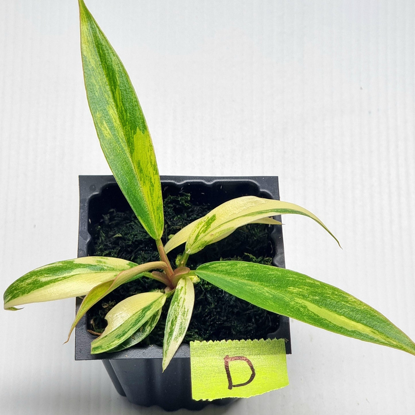 Philodendron Caramel Marble