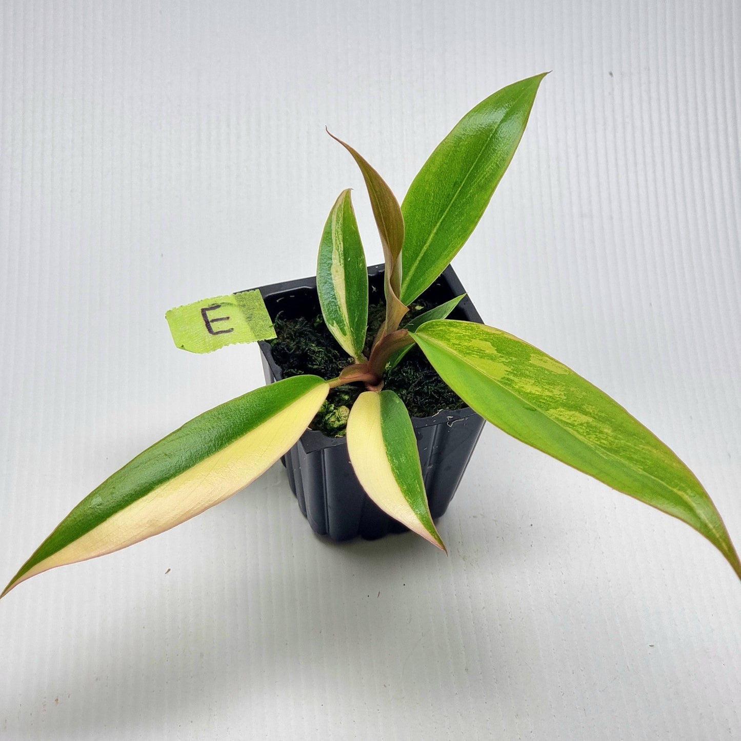 Philodendron Caramel Marble