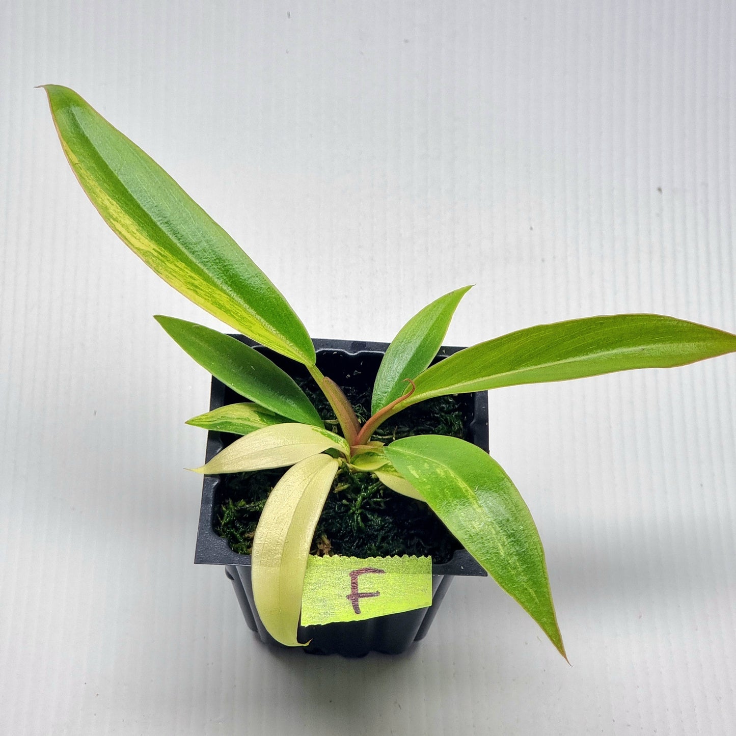 Philodendron Caramel Marble