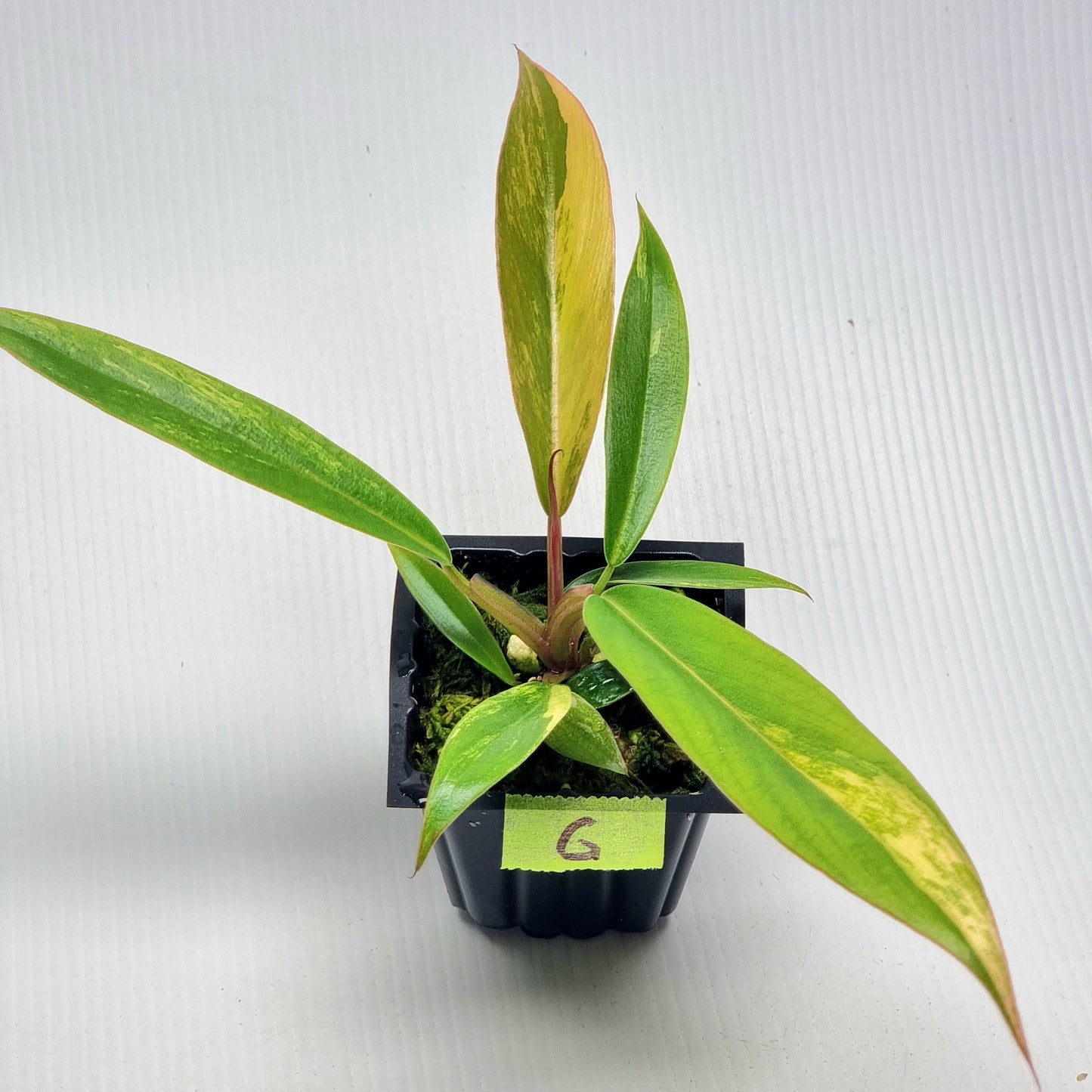 Philodendron Caramel Marble