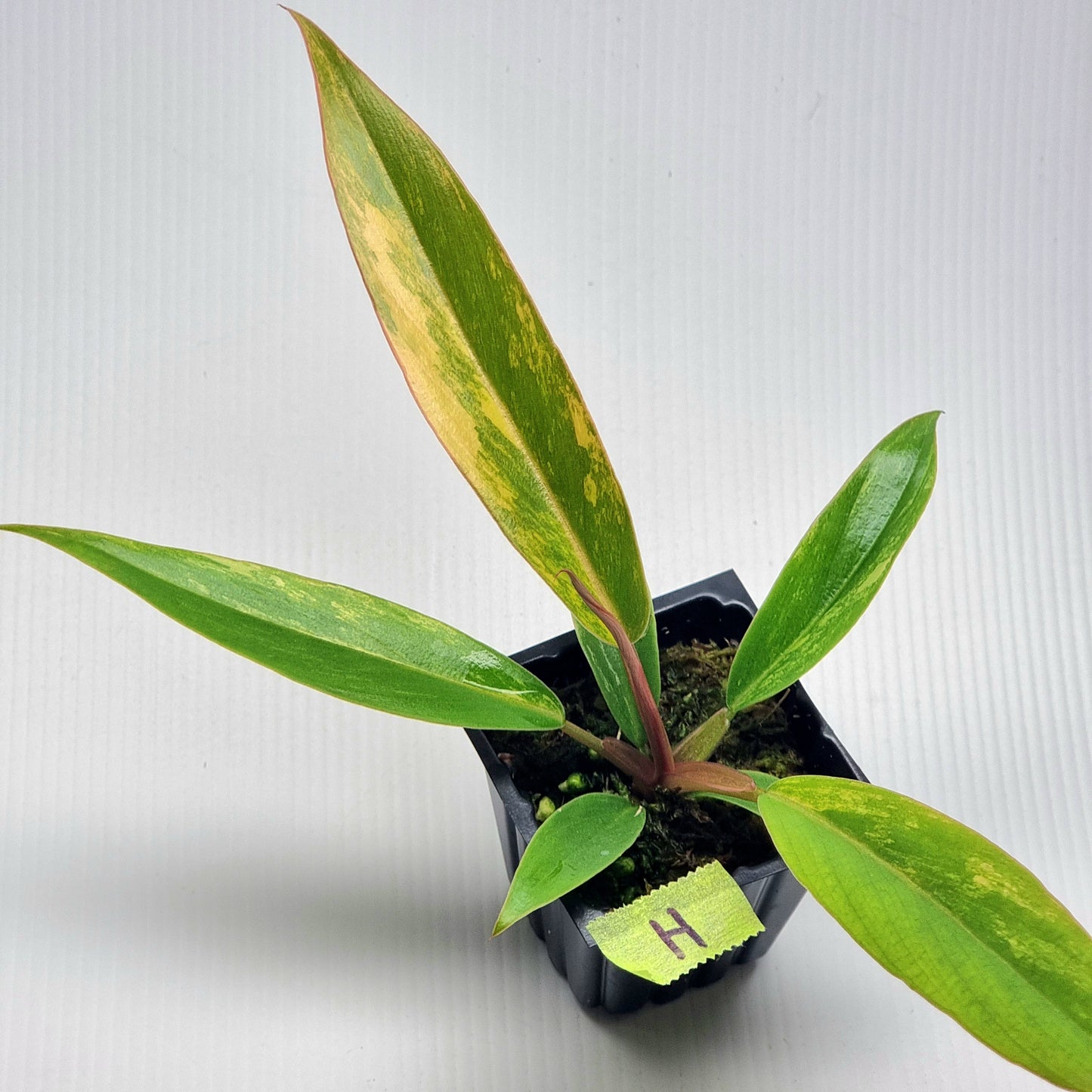 Philodendron Caramel Marble