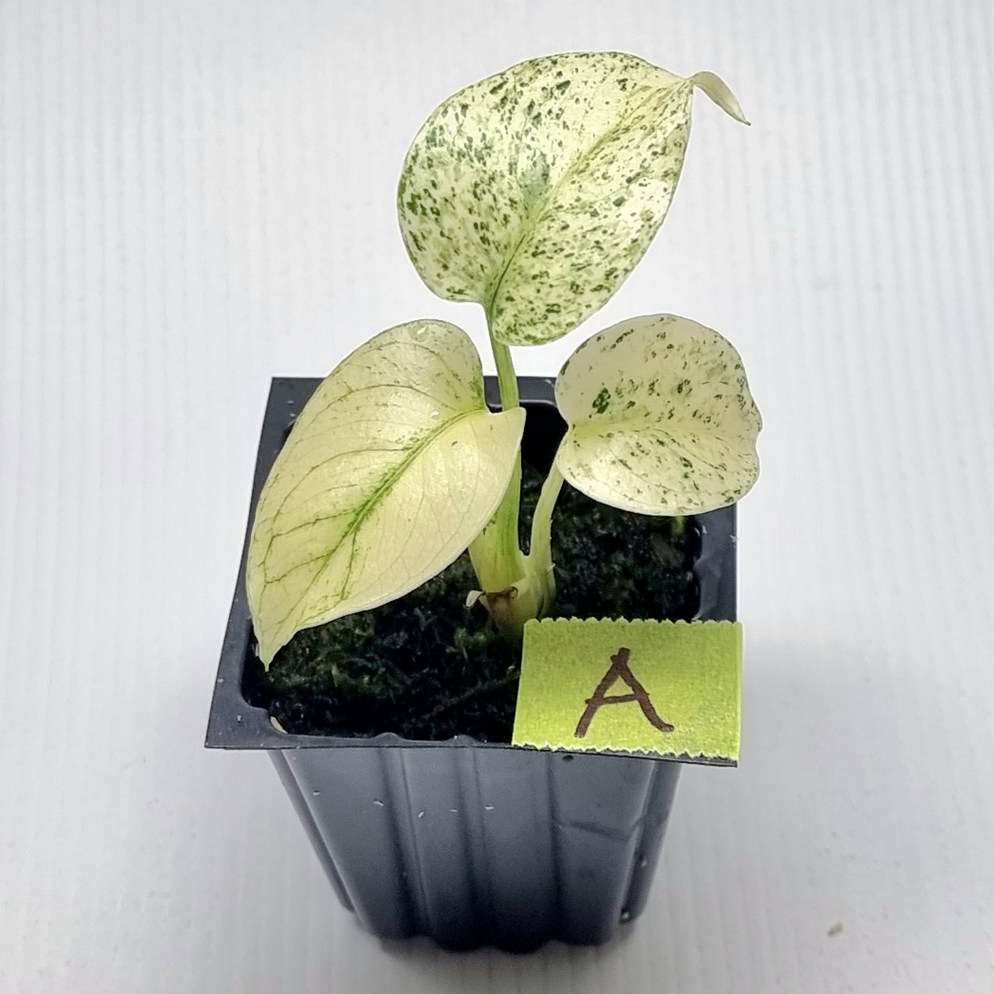 Monstera deliciosa Mint