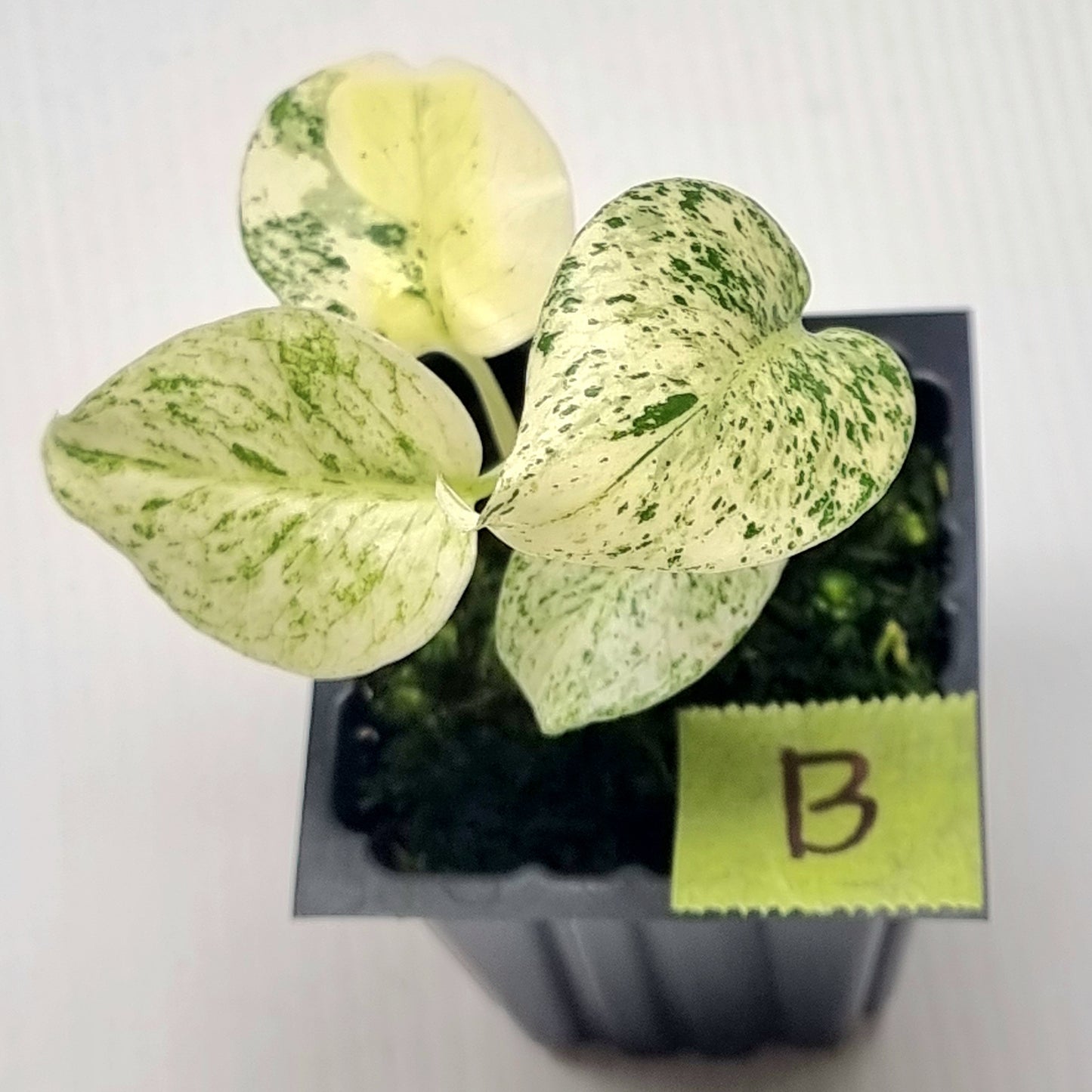 Monstera deliciosa Mint