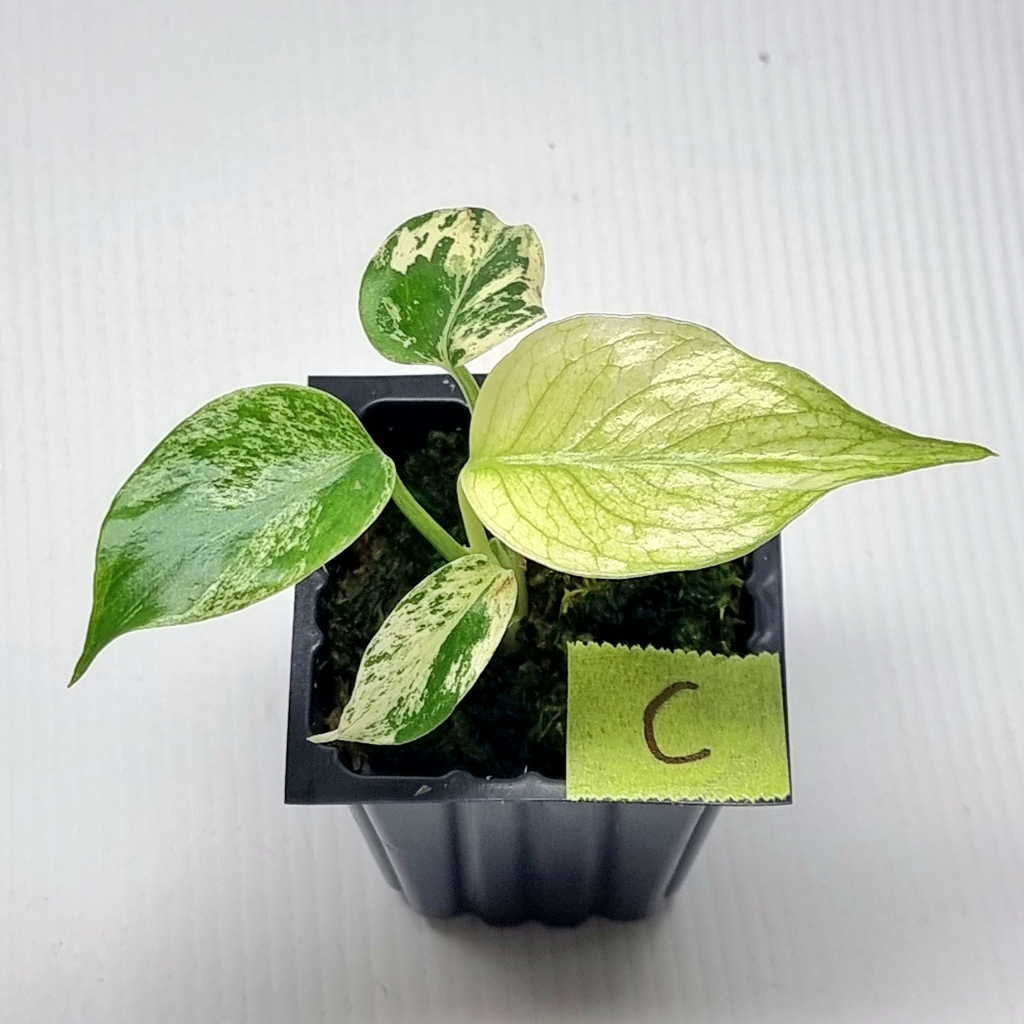Monstera deliciosa Mint