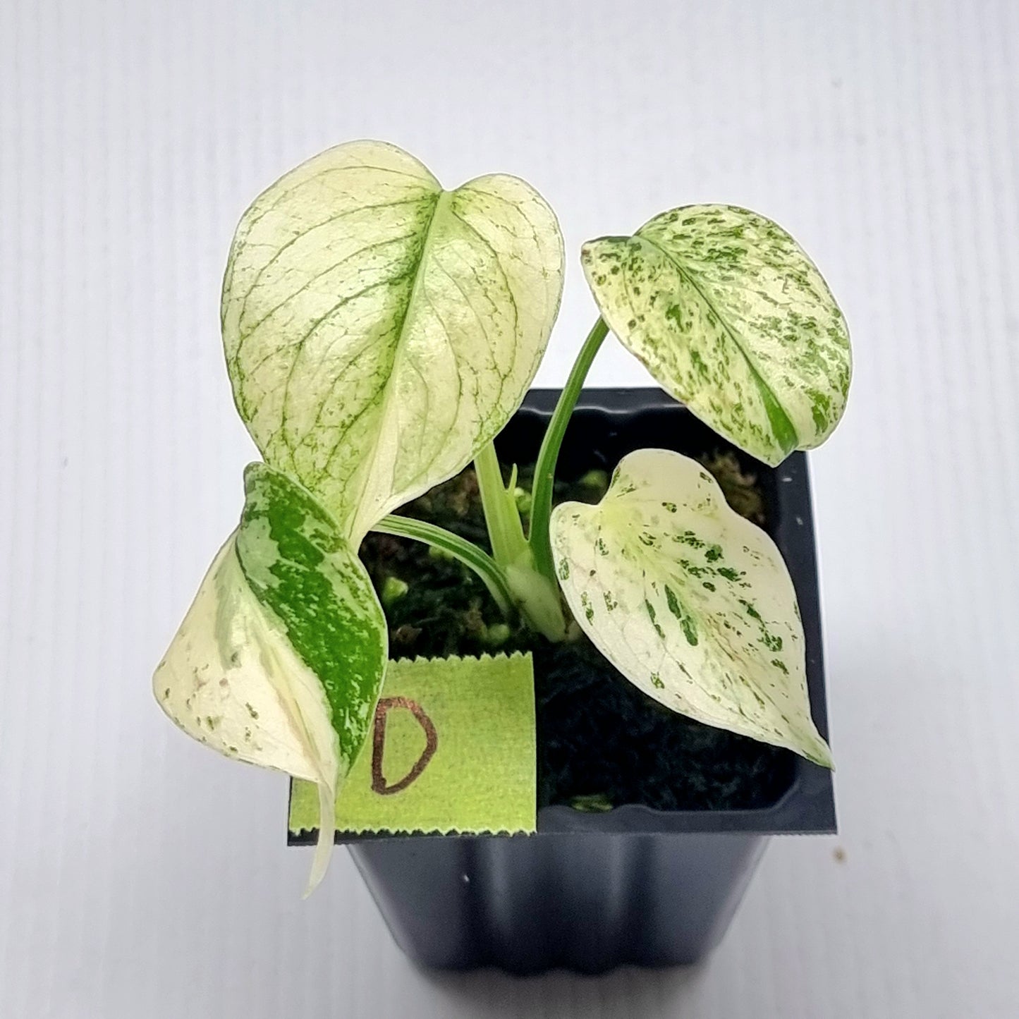 Monstera deliciosa Mint
