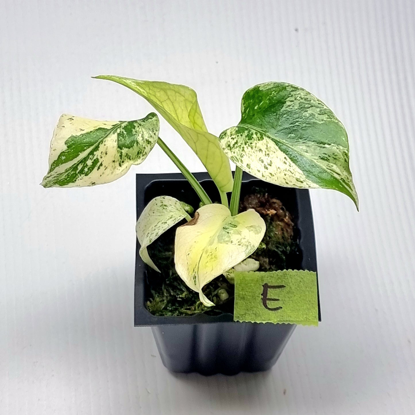 Monstera deliciosa Mint