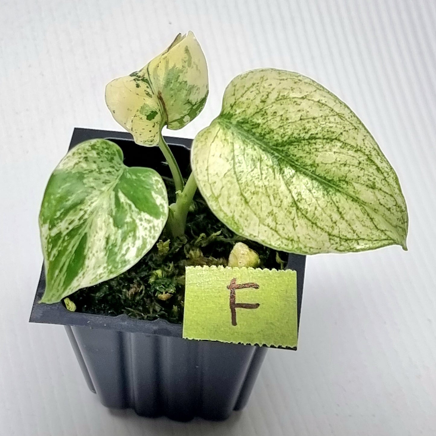 Monstera deliciosa Mint