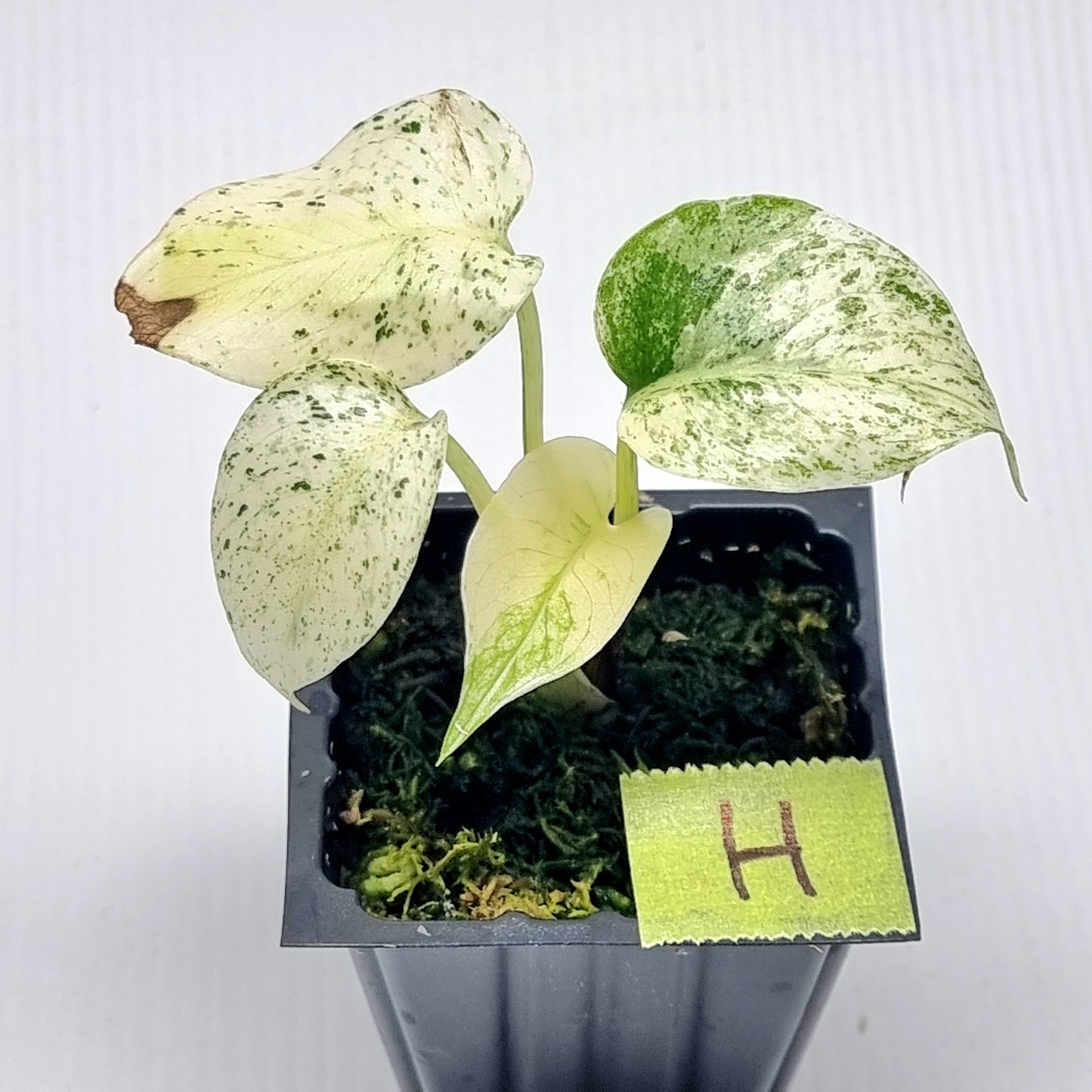 Monstera deliciosa Mint