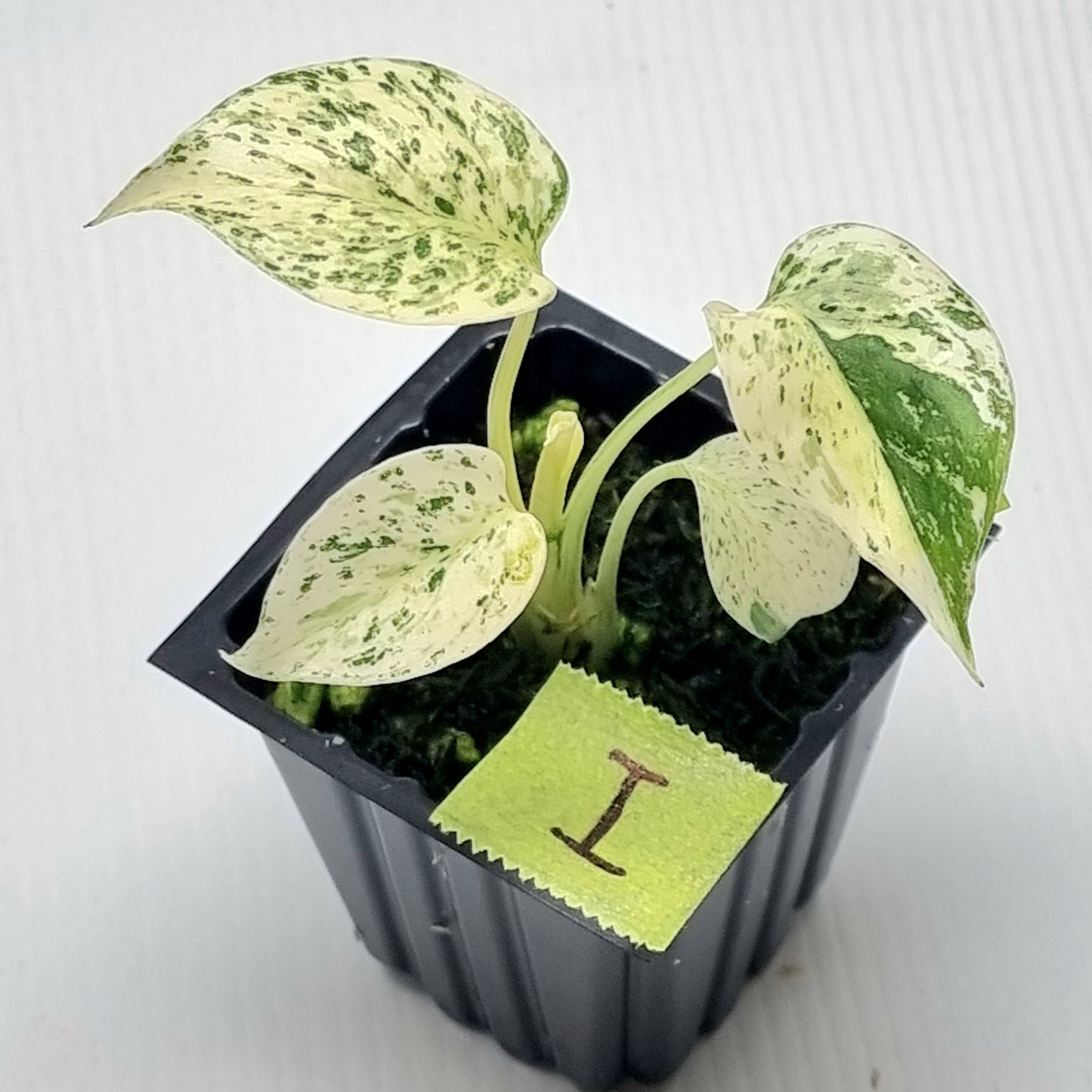 Monstera deliciosa Mint