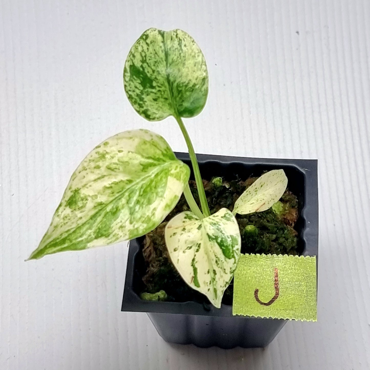 Monstera deliciosa Mint