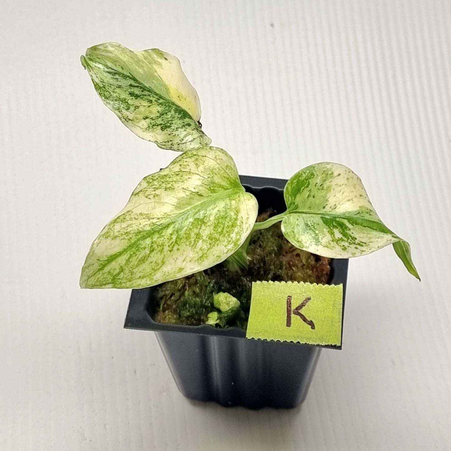 Monstera deliciosa Mint