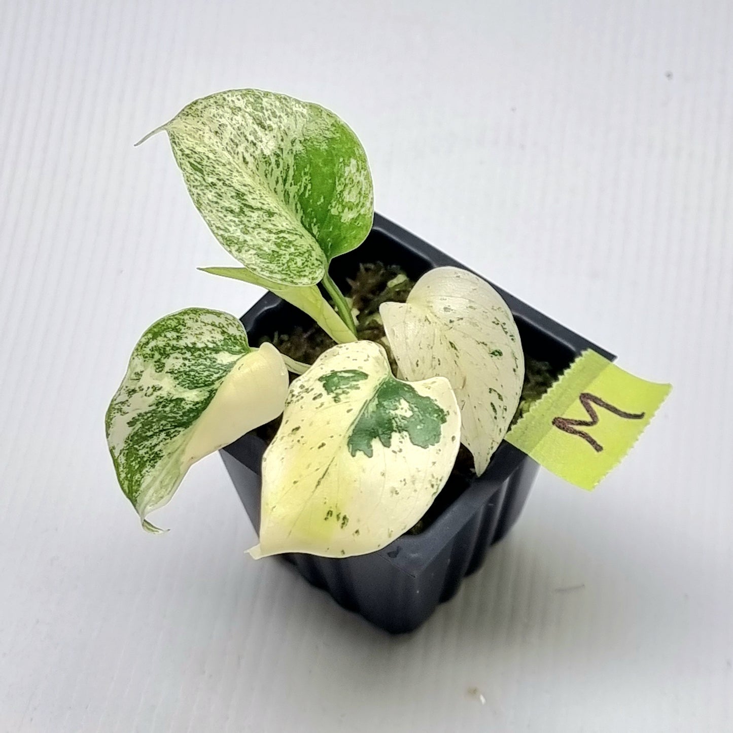 Monstera deliciosa Mint