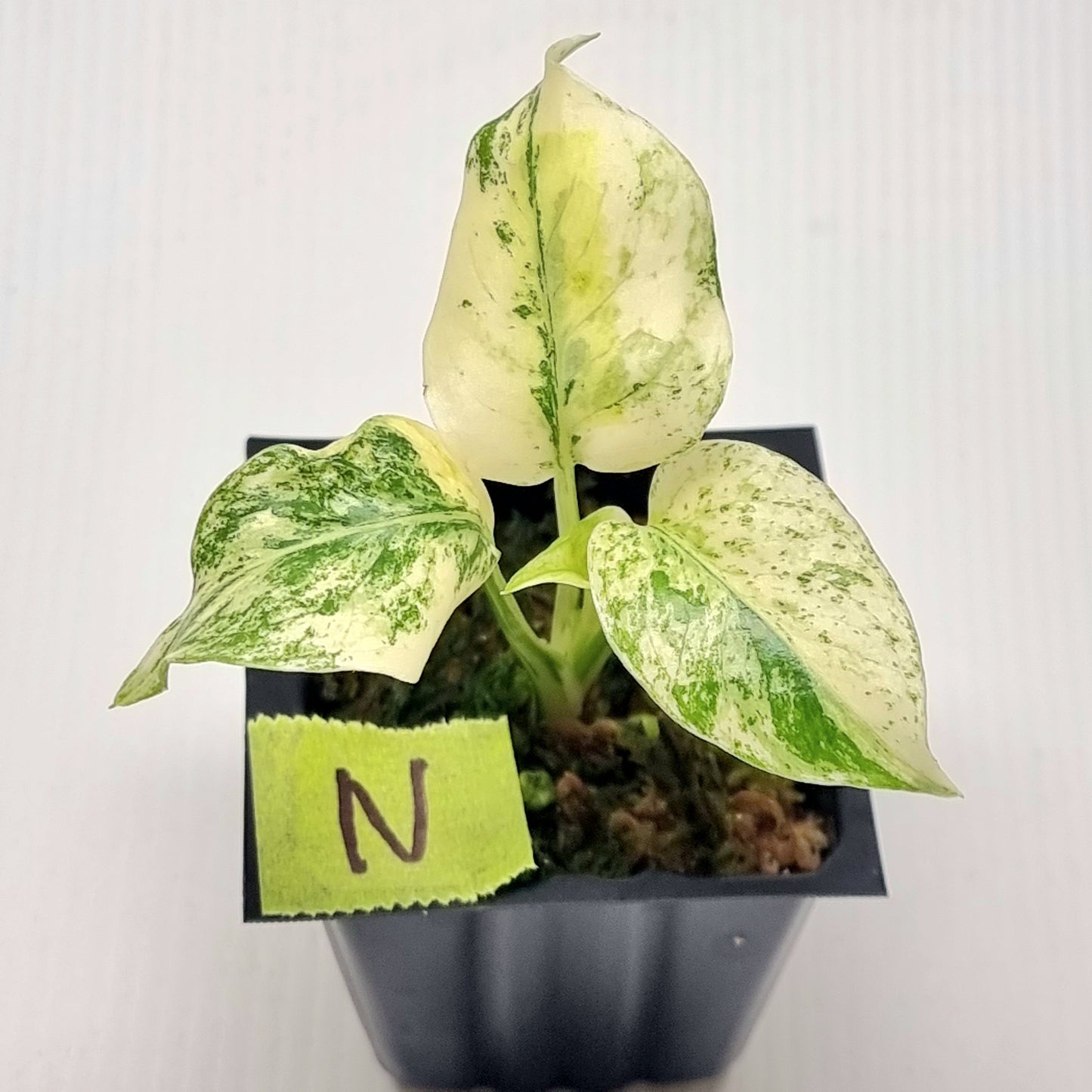 Monstera deliciosa Mint