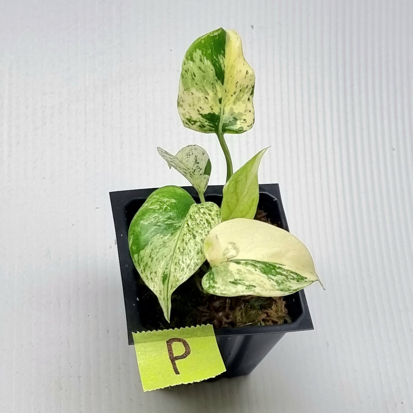 Monstera deliciosa Mint