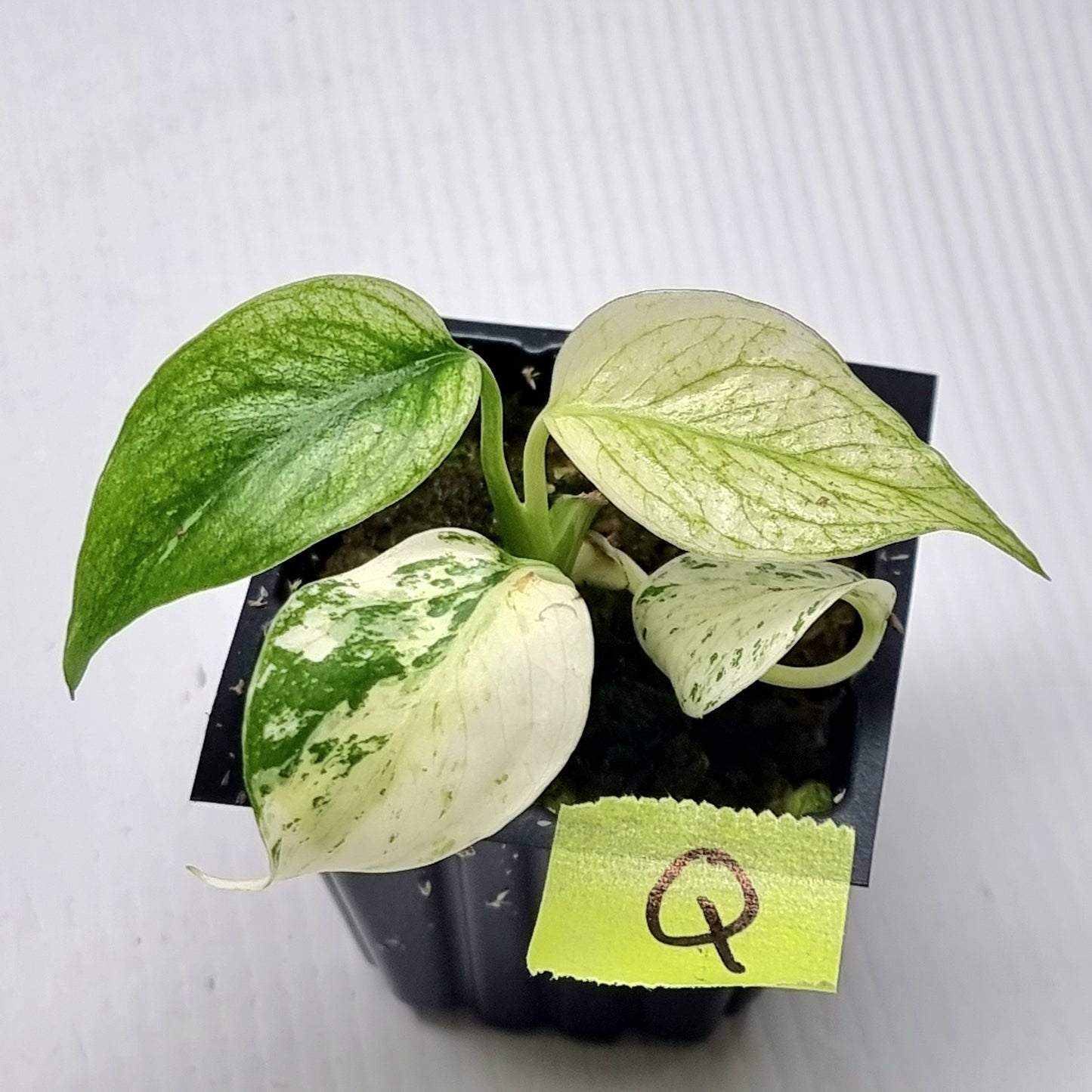 Monstera deliciosa Mint