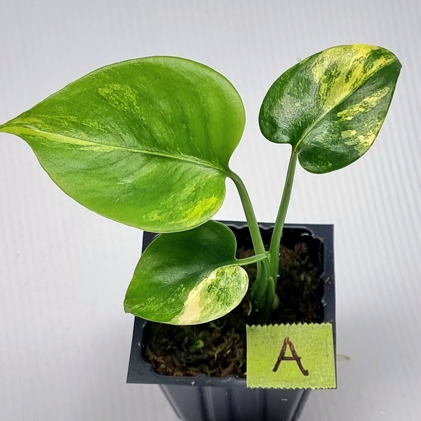 Monstera deliciosa Aurea Variegated (Large Form)