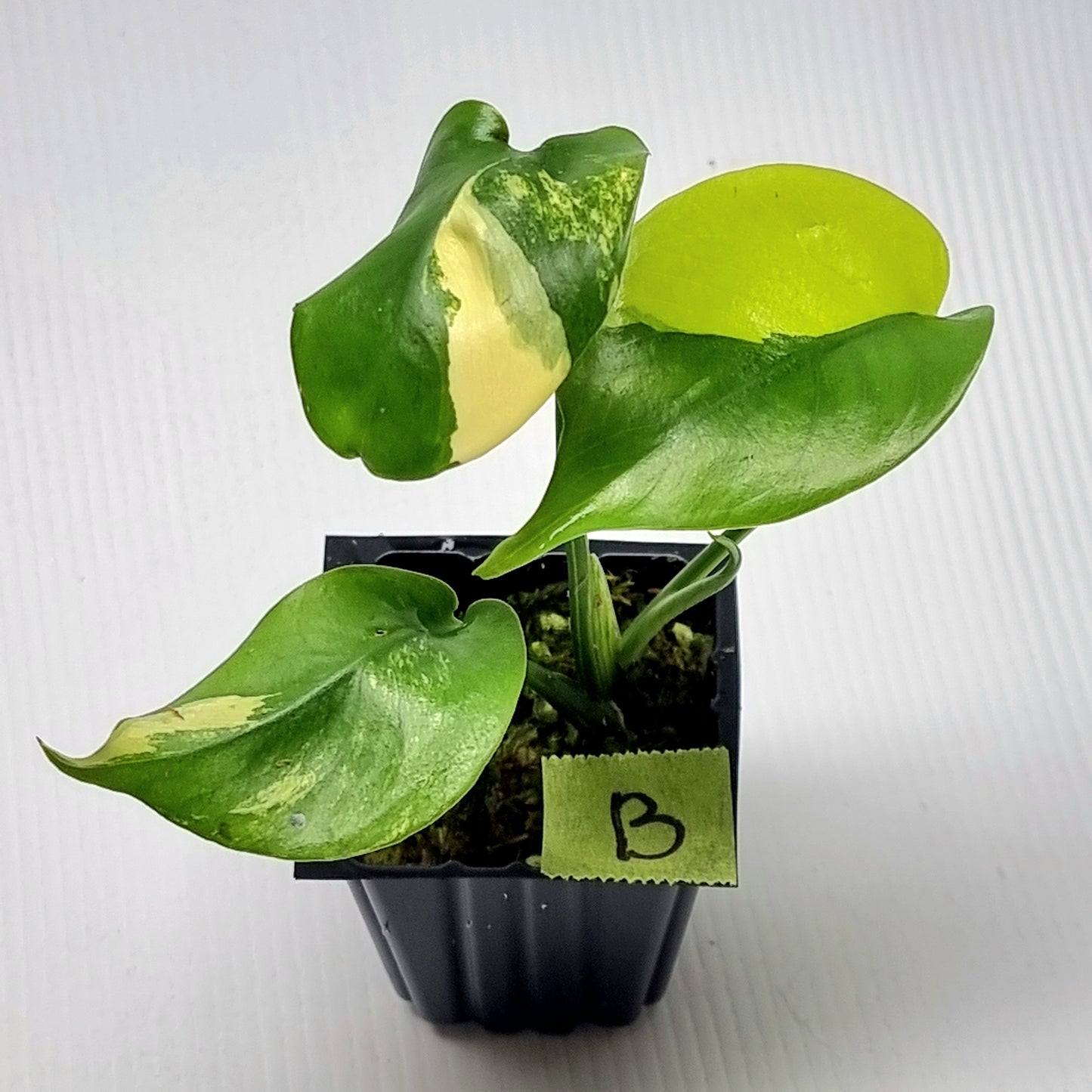 Monstera deliciosa Aurea Variegated (Large Form)