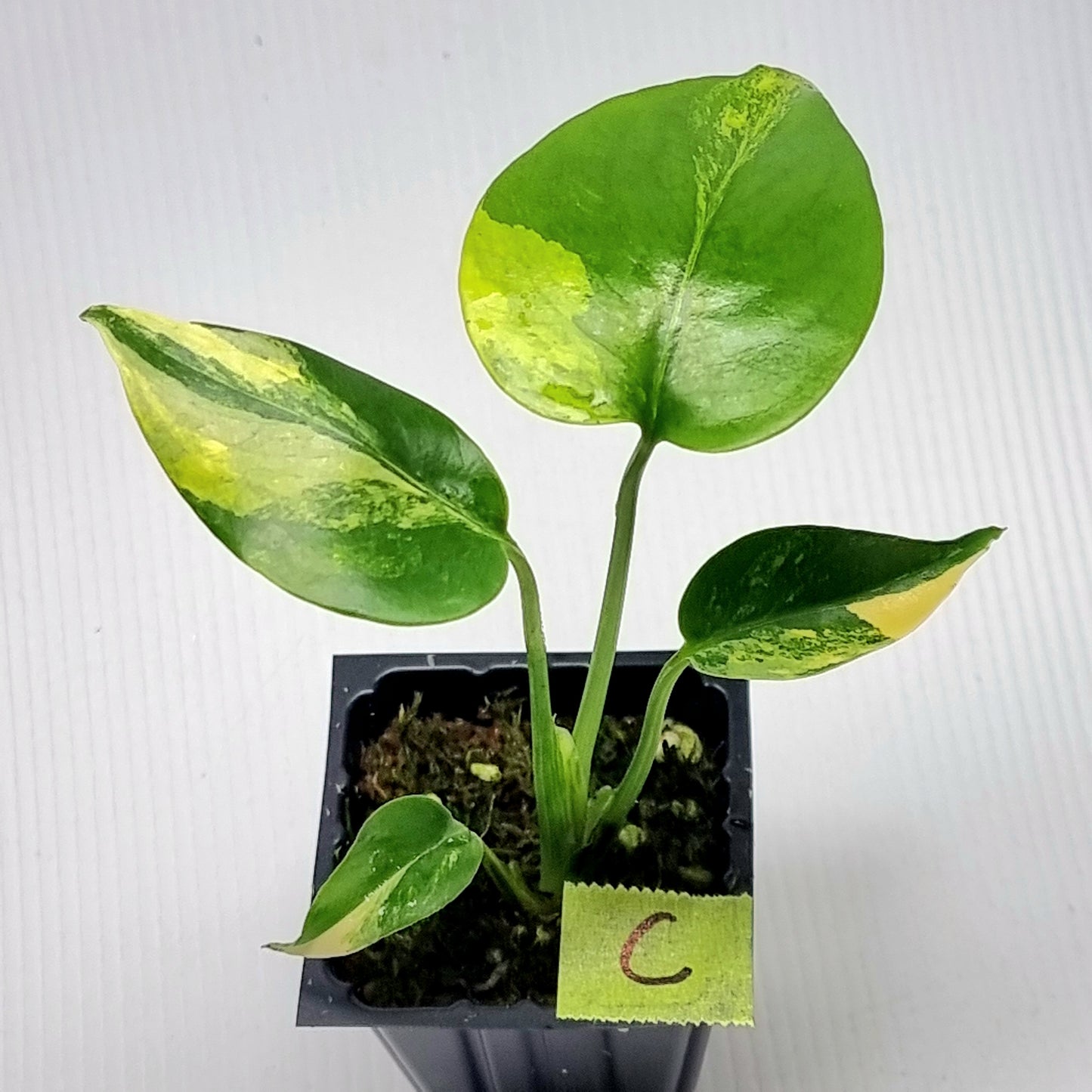 Monstera deliciosa Aurea Variegated (Large Form)
