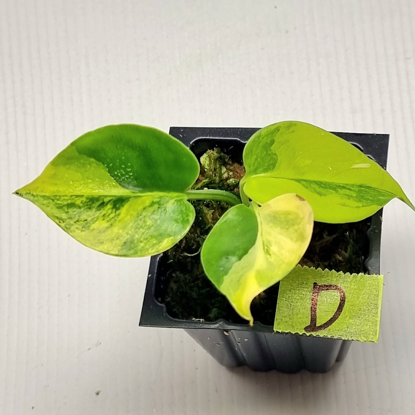 Monstera deliciosa Aurea Variegated (Large Form)