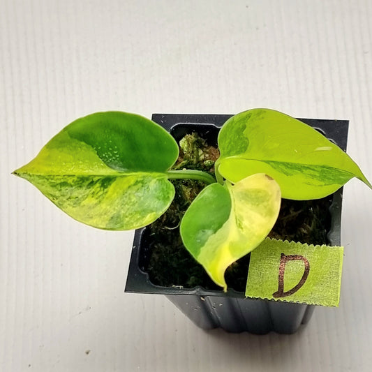 Monstera deliciosa Aurea Variegated (Large Form)