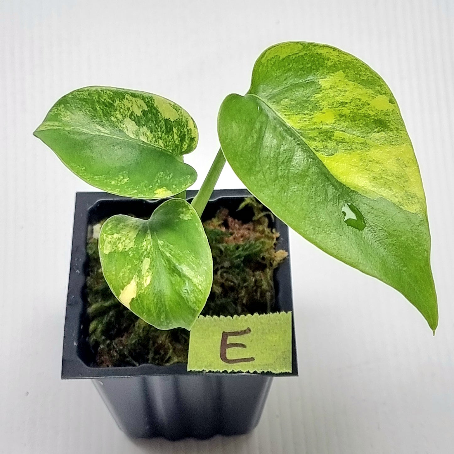 Monstera deliciosa Aurea Variegated (Large Form)