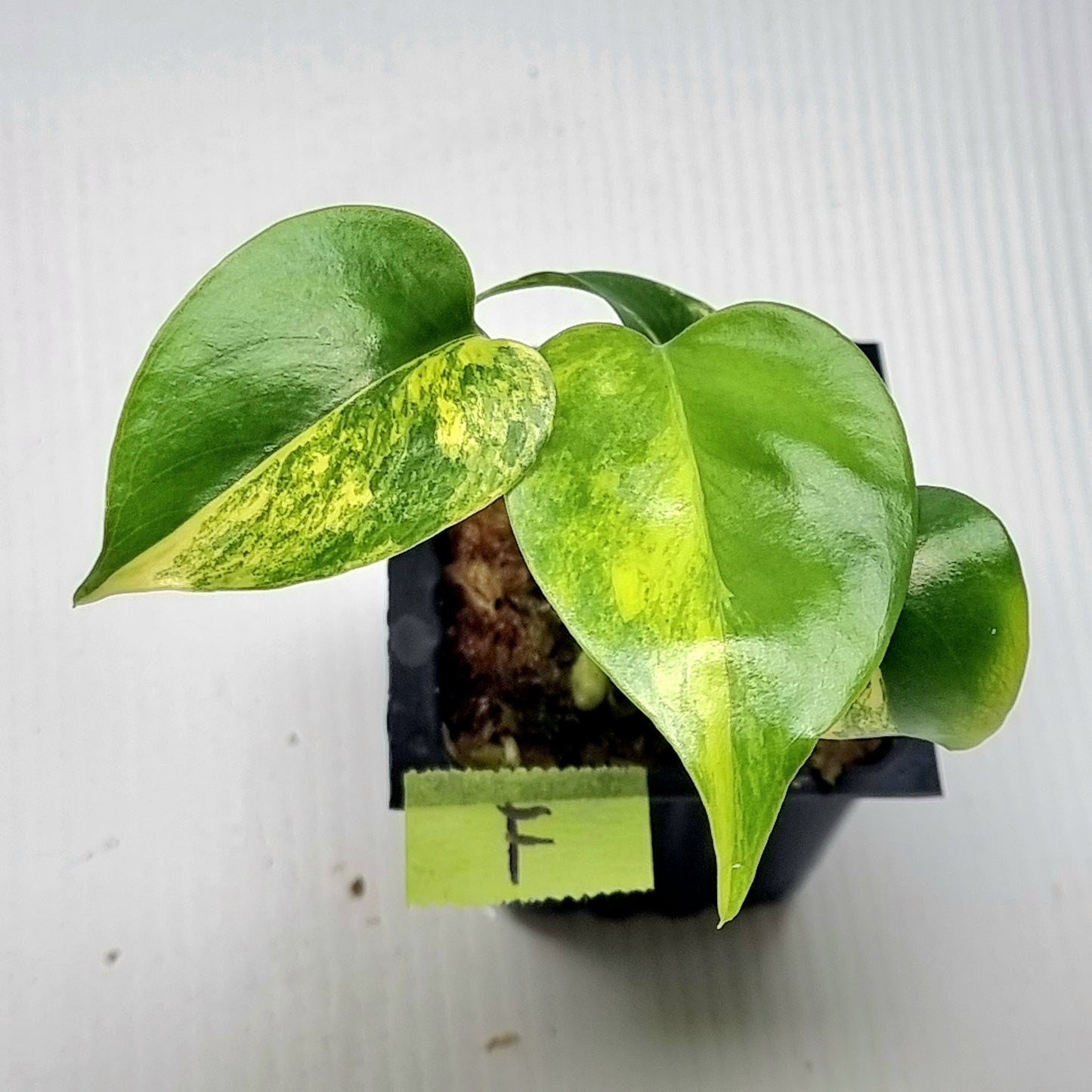 Monstera deliciosa Aurea Variegated (Large Form)