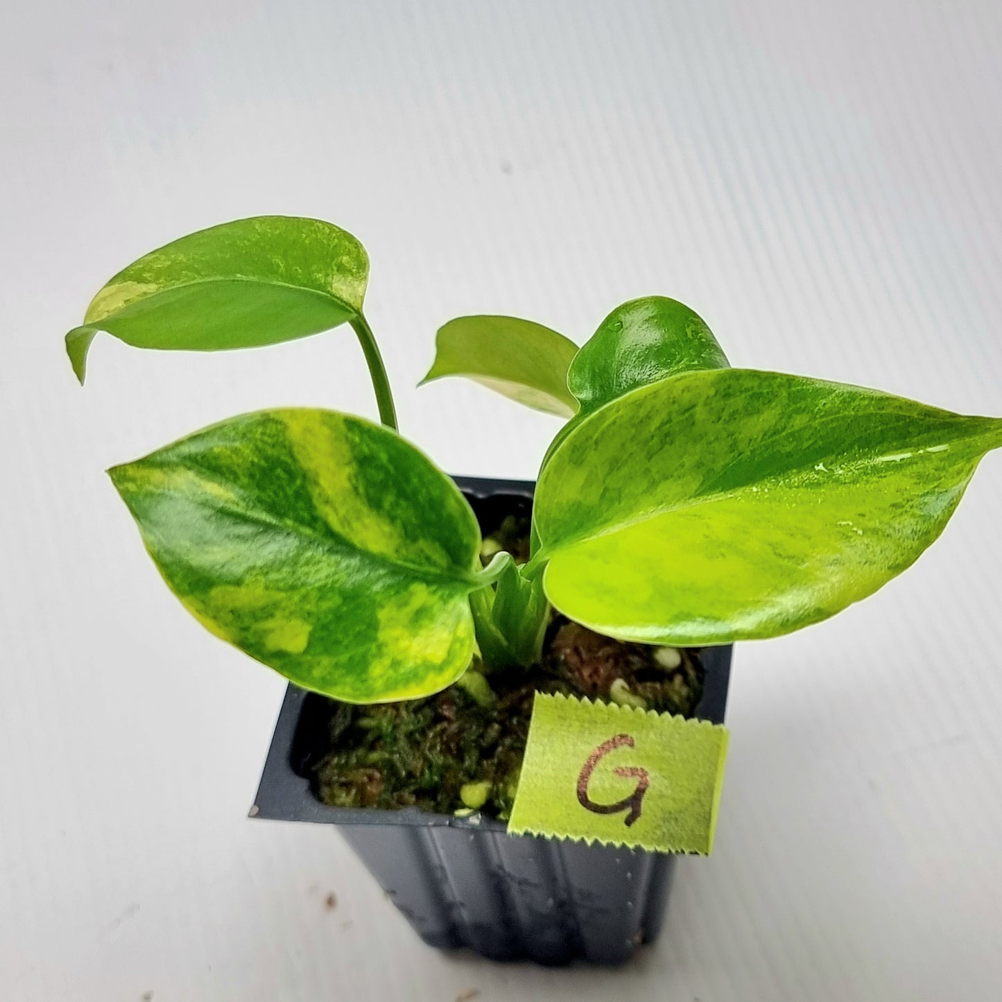 Monstera deliciosa Aurea Variegated (Large Form)