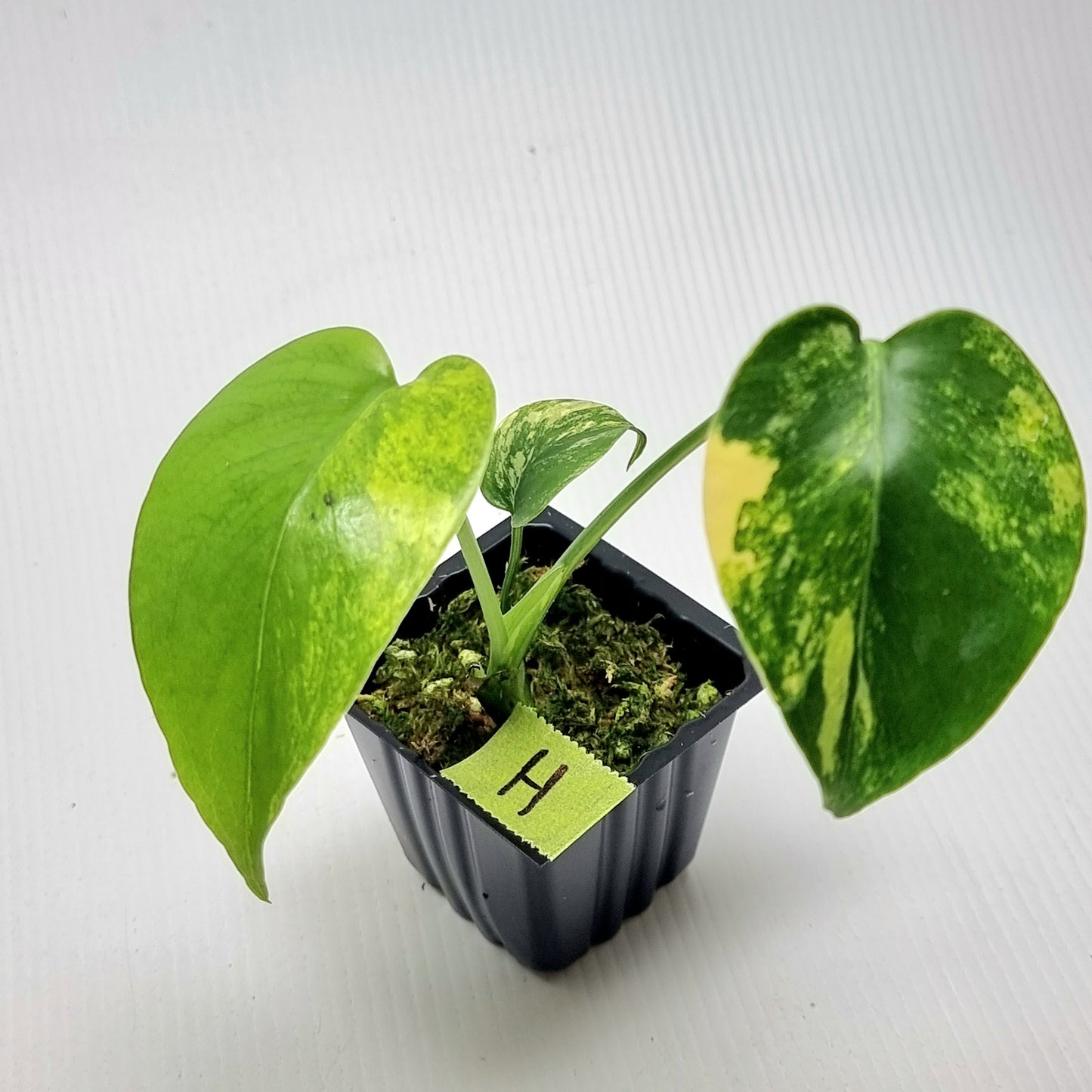 Monstera deliciosa Aurea Variegated (Large Form)