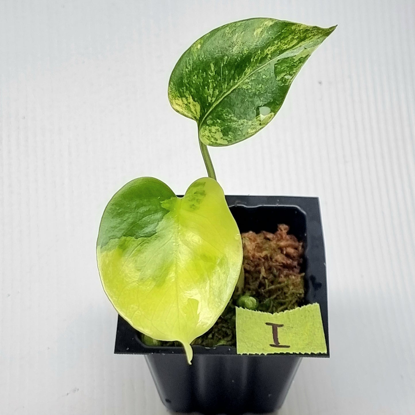 Monstera deliciosa Aurea Variegated (Large Form)
