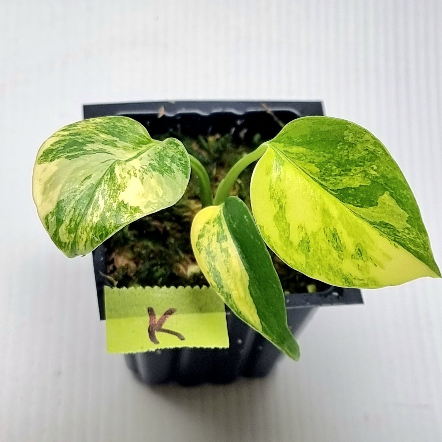 Monstera deliciosa Aurea Variegated (Large Form)