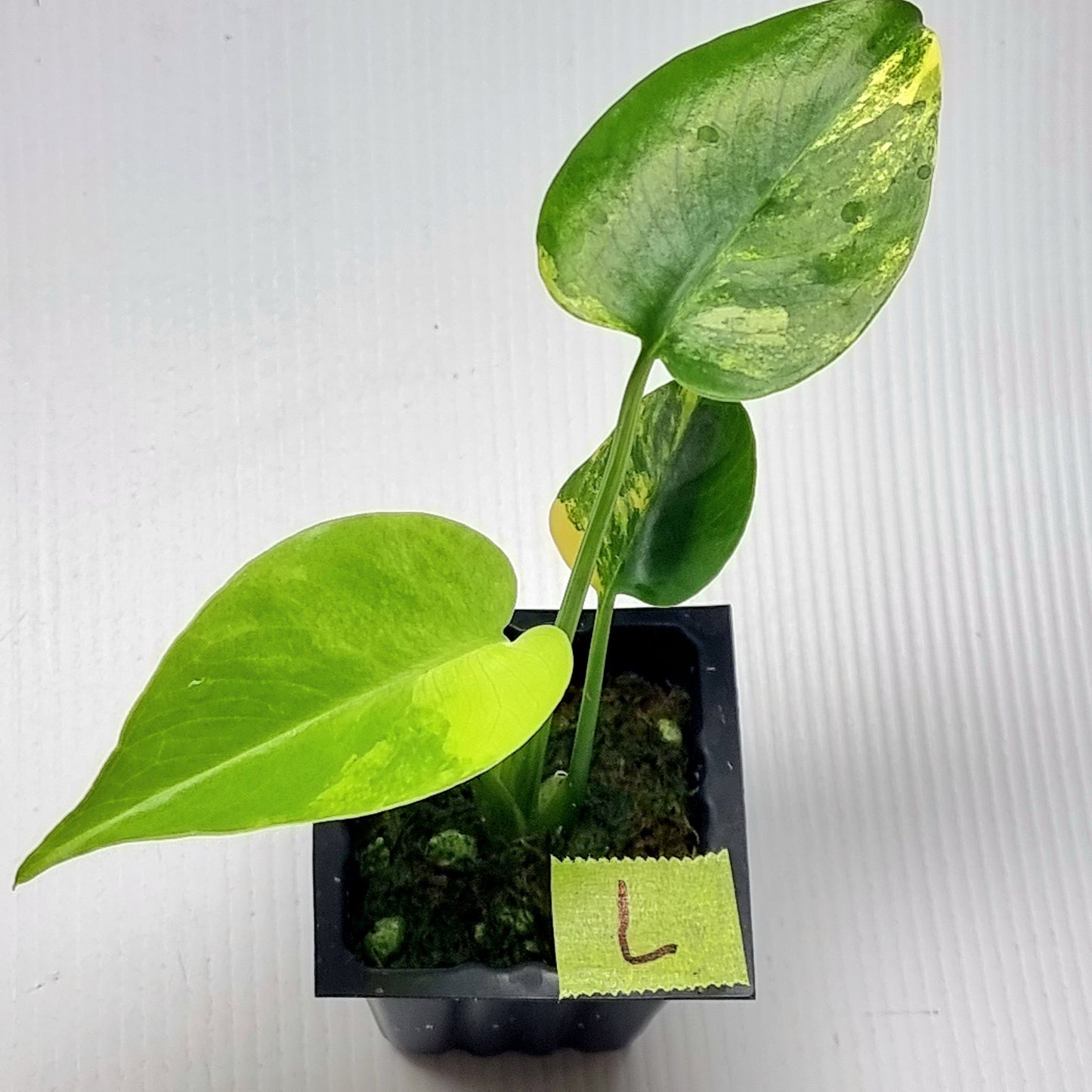 Monstera deliciosa Aurea Variegated (Large Form)