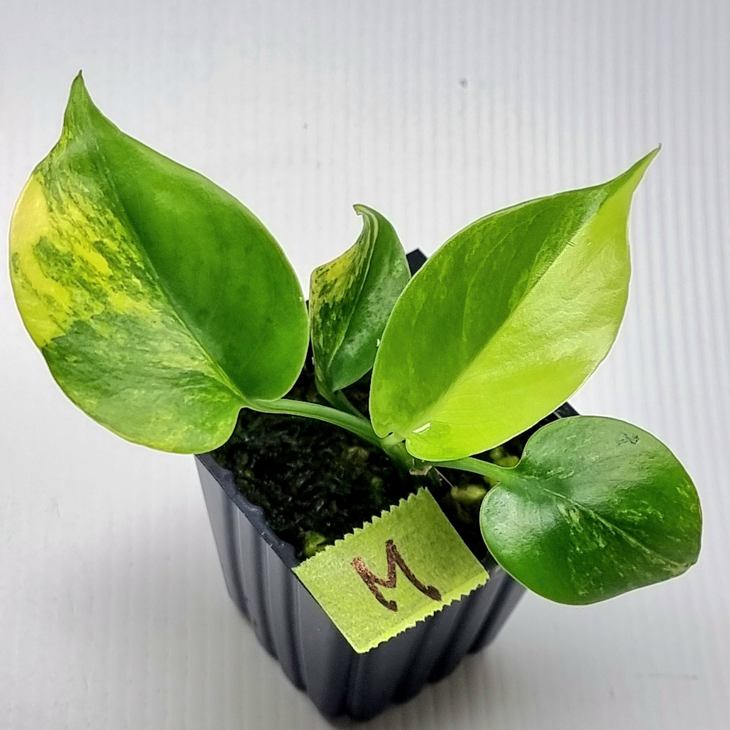 Monstera deliciosa Aurea Variegated (Large Form)