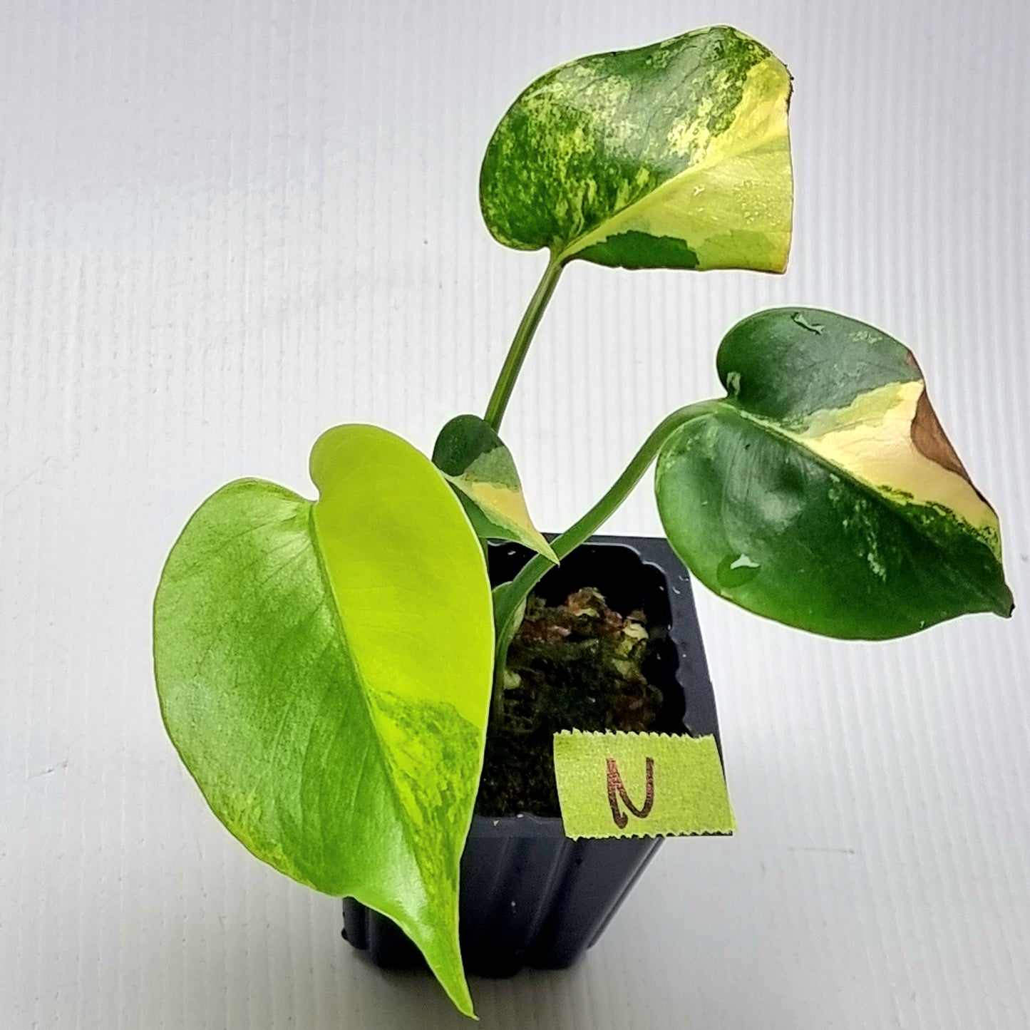 Monstera deliciosa Aurea Variegated (Large Form)