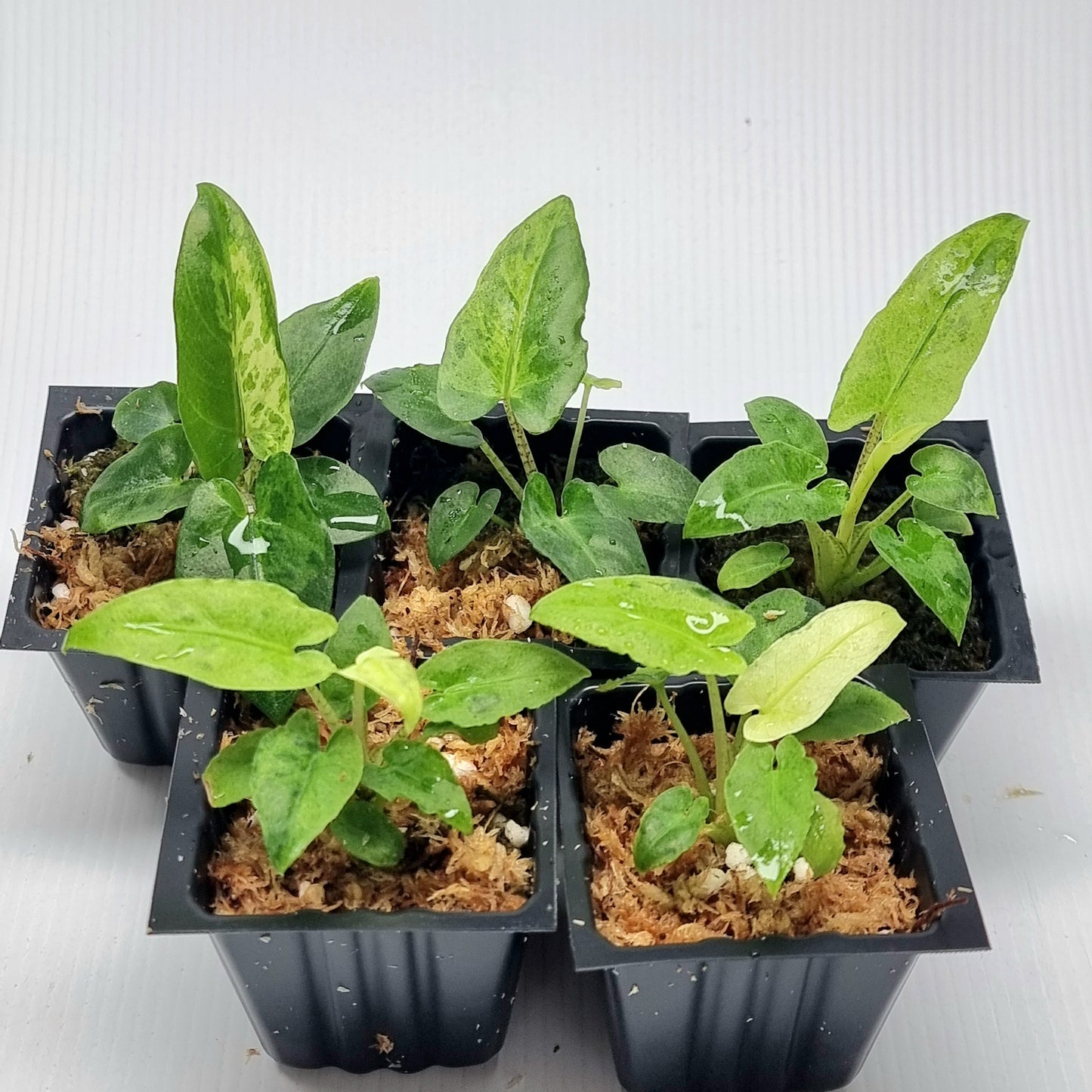 Alocasia Lauterbachiana Aurea Variegated