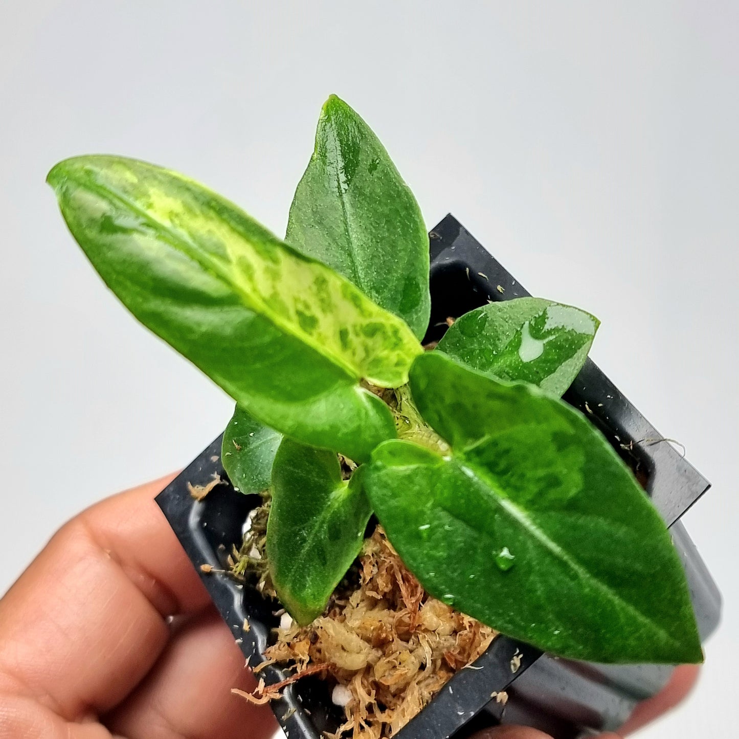 Alocasia Lauterbachiana Aurea Variegated