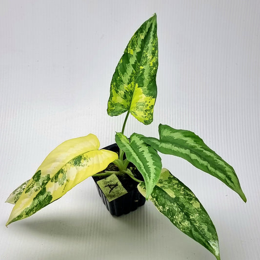 Schismatoglottis wallichii Aurea Variegated