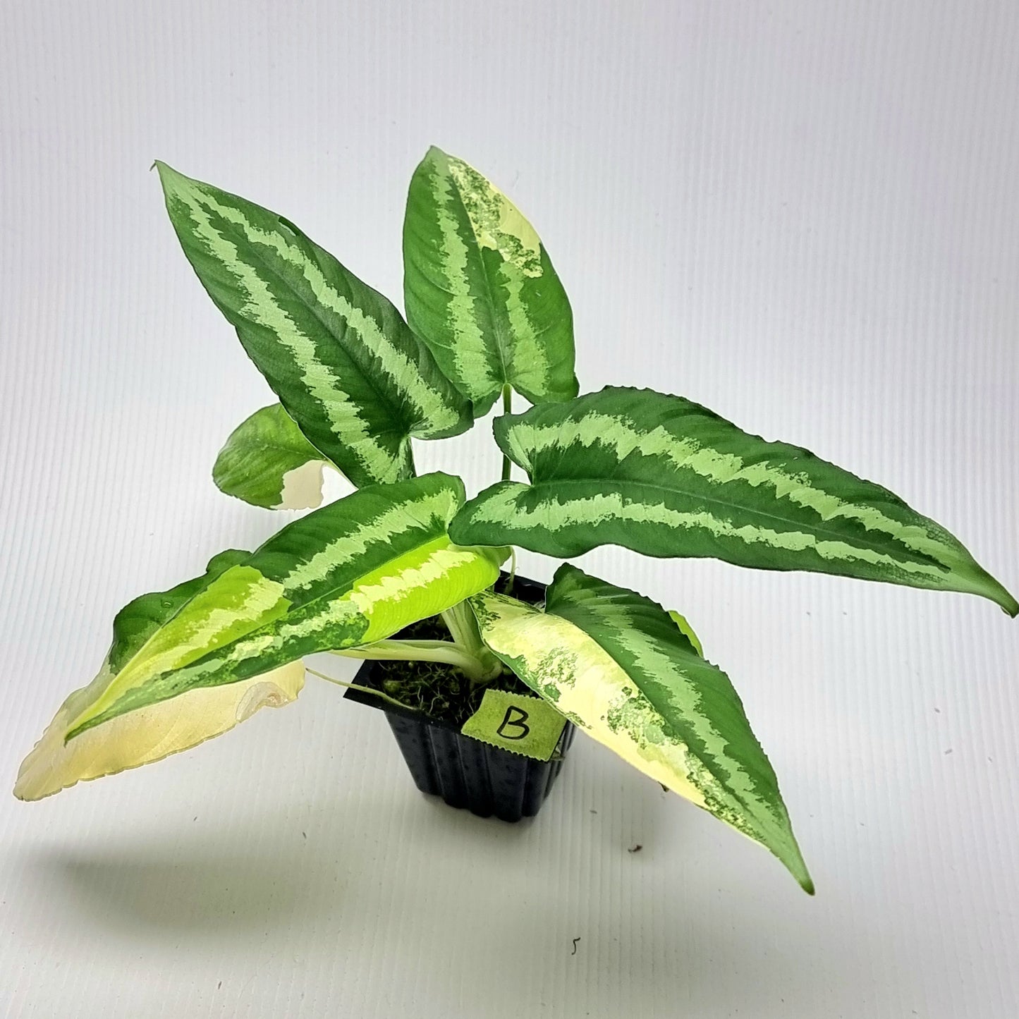 Schismatoglottis wallichii Aurea Variegated
