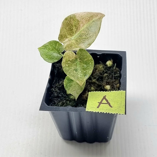 Alocasia cuprea Variegated