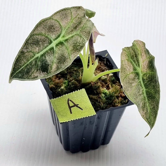 Alocasia watsoniana Doff Pink Variegated