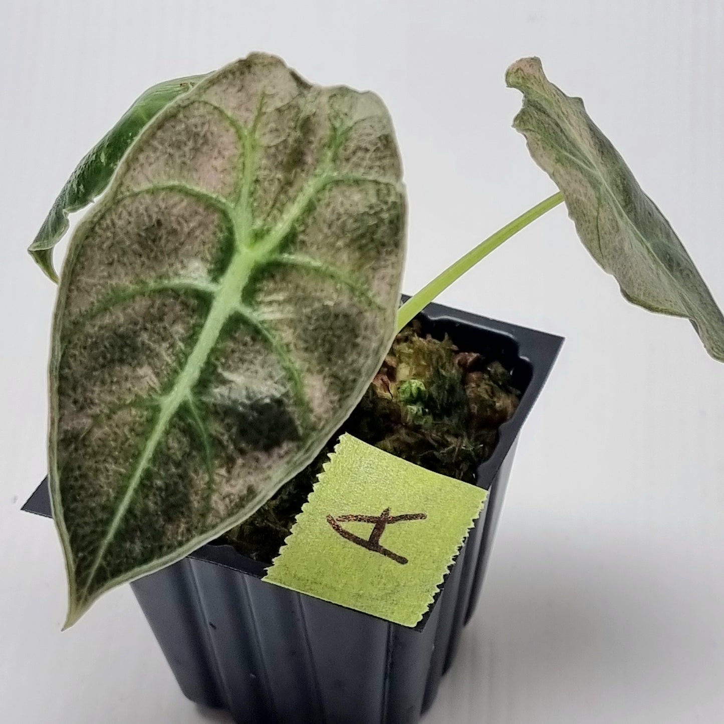 Alocasia watsoniana Doff Pink Variegated
