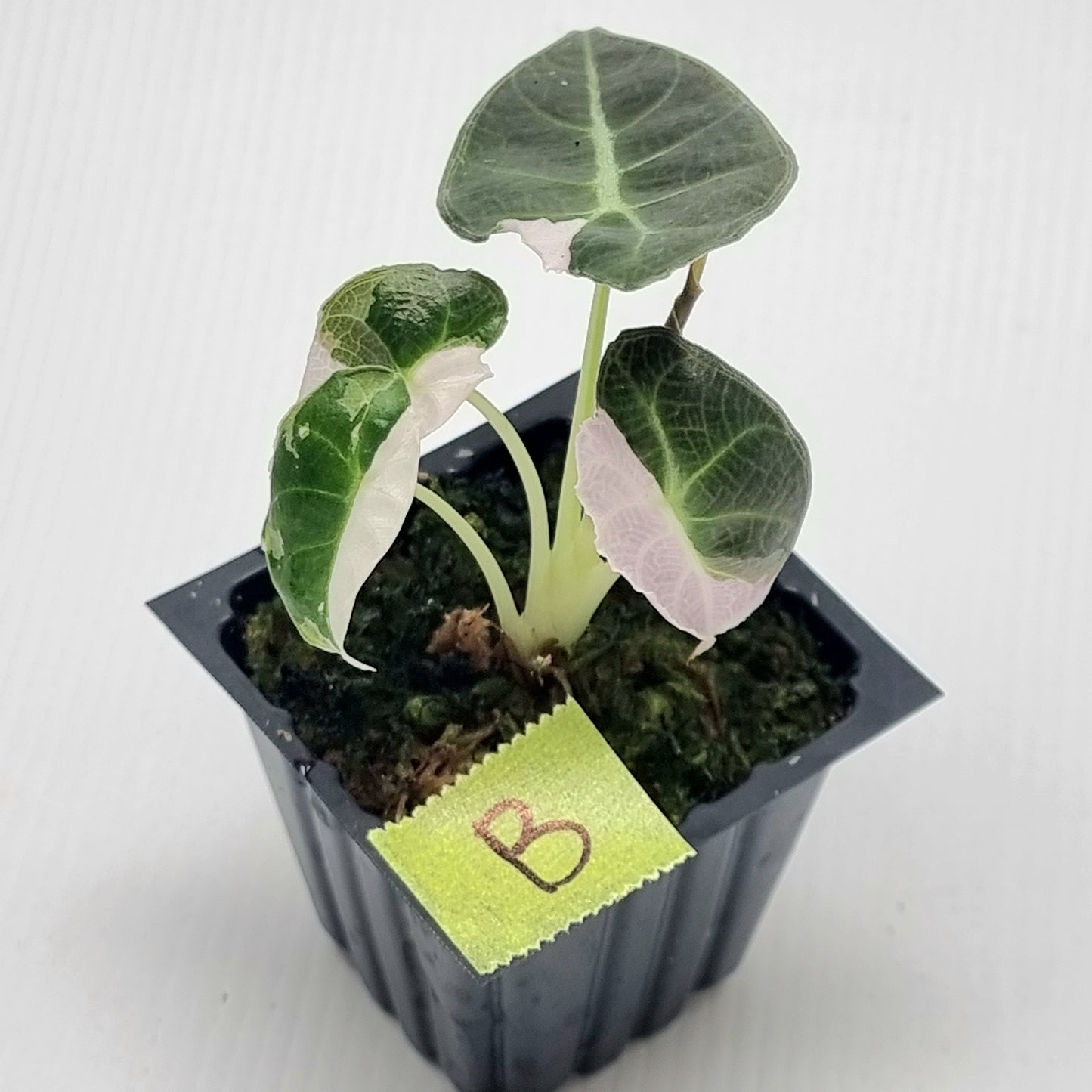 Alocasia watsoniana Doff Pink Variegated