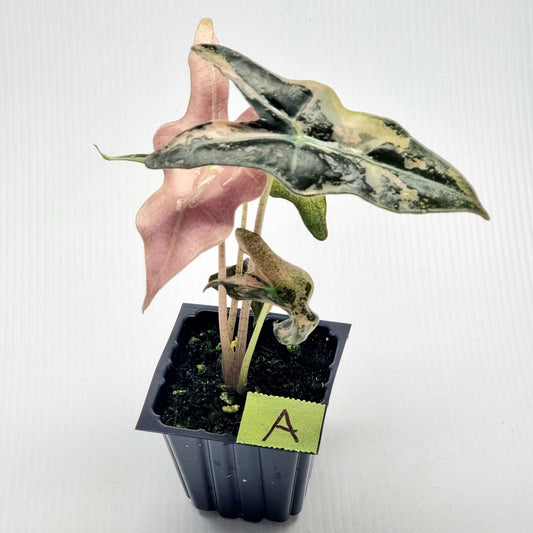 Alocasia sanderiana "Nobilis" Pink Variegated