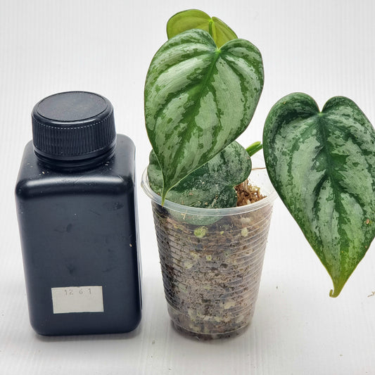 Philodendron brandtianum
