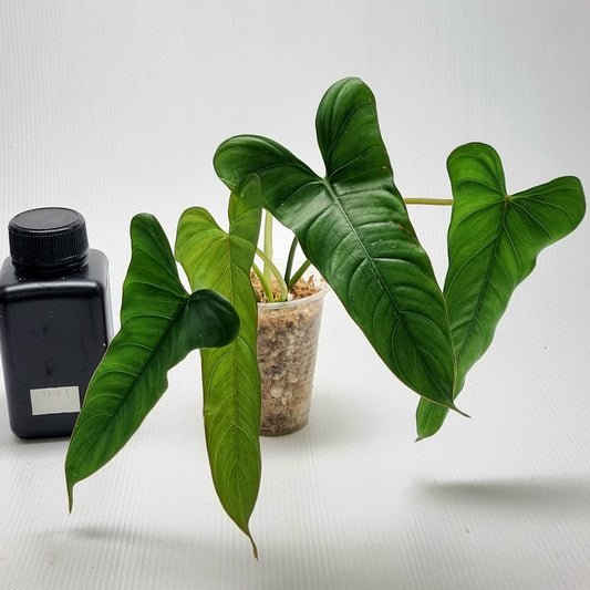 Philodendron pinnatilobum aff