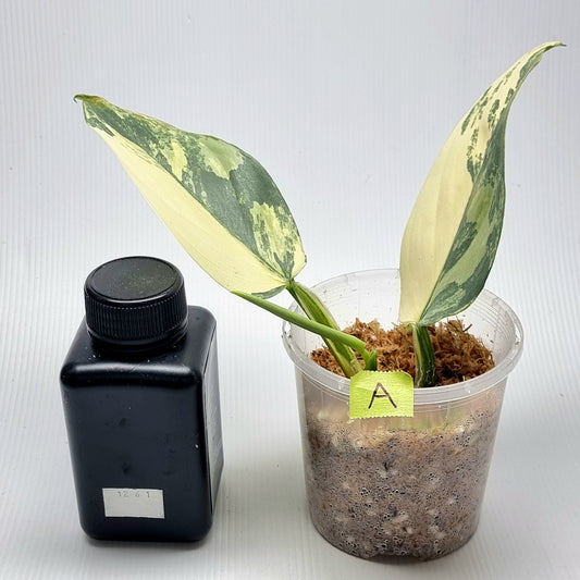 Philodendron Silver Sword Variegated