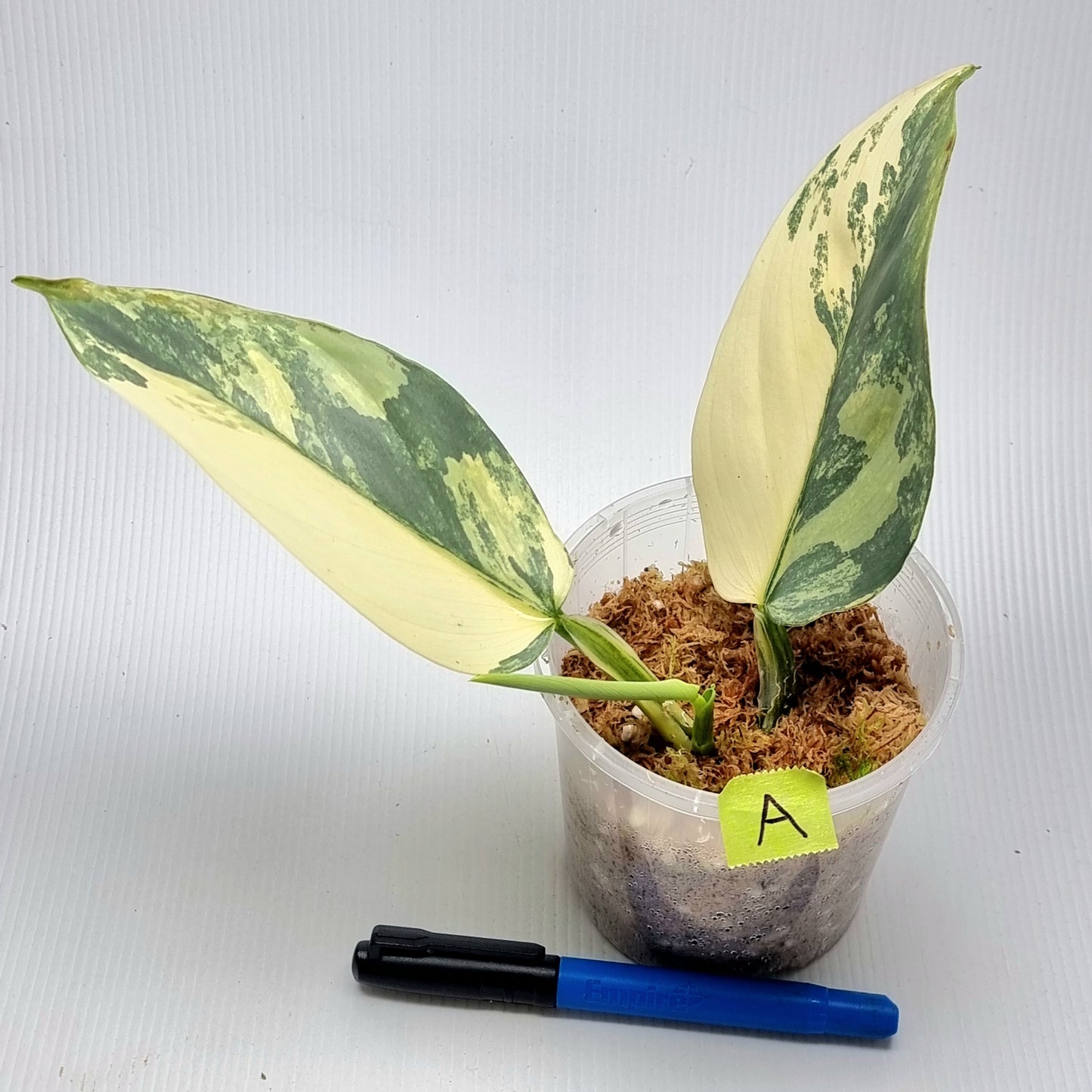 Philodendron Silver Sword Variegated