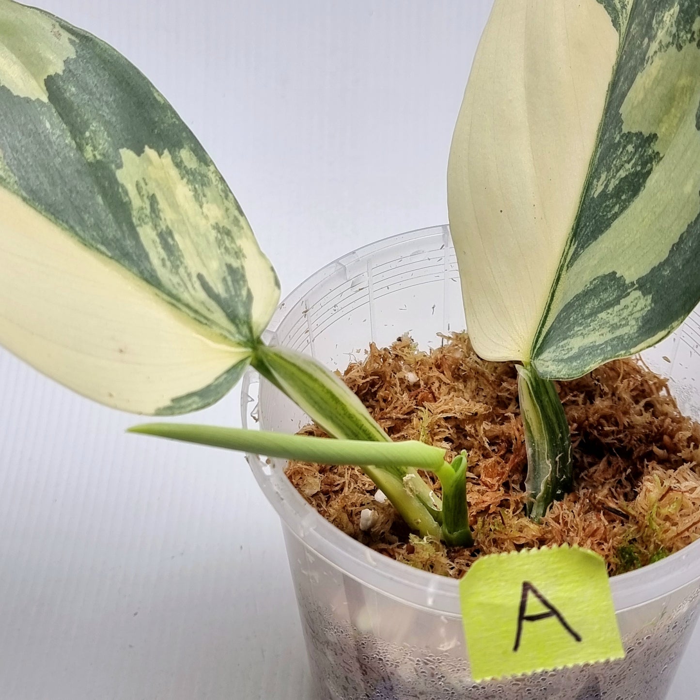 Philodendron Silver Sword Variegated